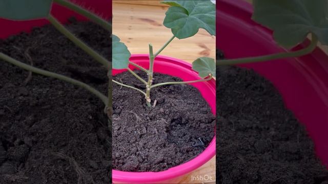 Посадка черенков плющелистной пеларгонии смотреть онлайн