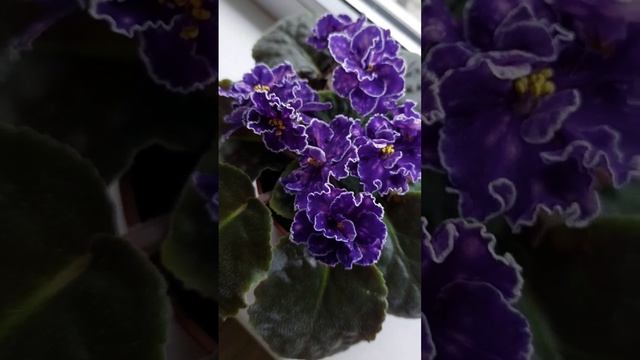 Фиалка Звезды Крыма (Морев) смотреть онлайн