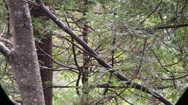 Nikon Monarch HG 10X42 FOREST Walk #46 смотреть онлайн