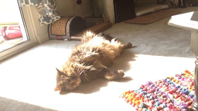 Maya the Maine Coon смотреть онлайн