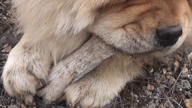 Чау-чау ест древнюю кость смотреть онлайн