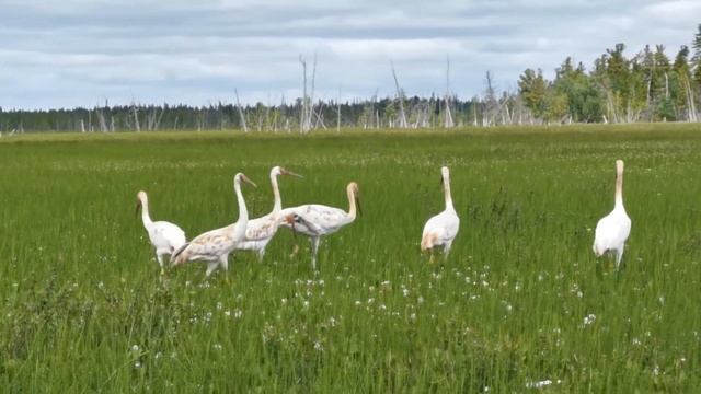 Восстановление обской популяции стерха смотреть онлайн