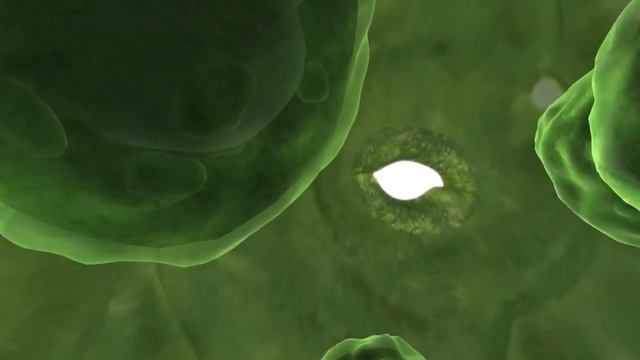 6 клас, біологія. Частина 3. Урок 5. Завдання 3