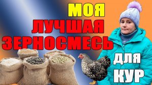 Моя лучшая зерносмесь для кур.