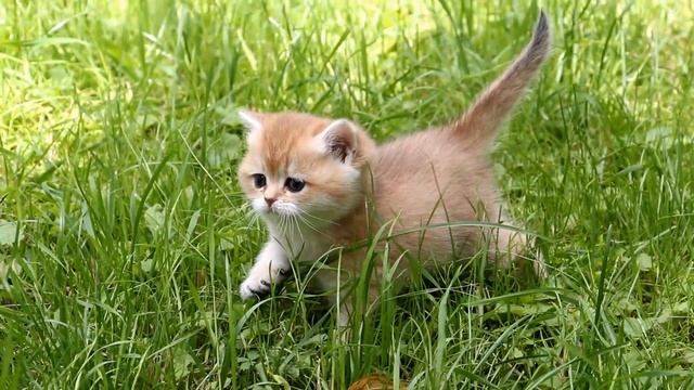 Кошка Garmonia Moon Melody SunRay Британский котенок золотого тикированного окраса BRI ny 25 смотреть онлайн