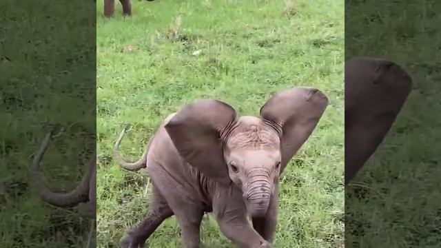 ВНИМАНИЕ! Слонёнок попытался напугать видеооператора... 😂