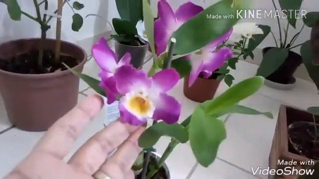 BELEZA NO SIMPLES - NOVIDADES DO MEU LINDO JARDIM CASEIRO 💕💕 смотреть онлайн