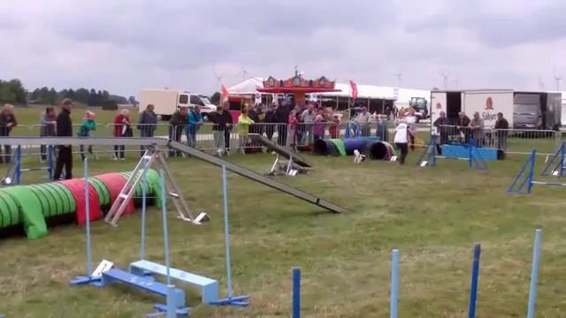 Agility-Turnier Mühlengeez 2014 Papillon Laminero´s Bernardo смотреть онлайн