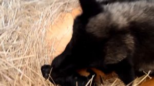 Роды канадской волчицы