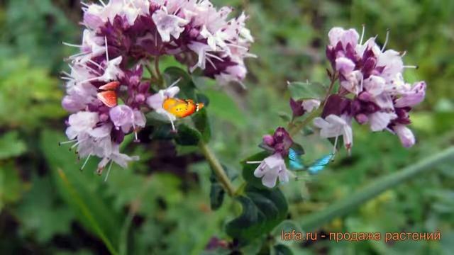 Душица обыкновенный Хуторянка (origanum vulgare) ? обзор: как сажать, семена душицы Хуторянка смотреть онлайн