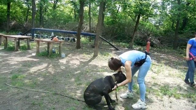 Спортивная площадка для дрессировки собак " Дубки". г. Луганск. смотреть онлайн