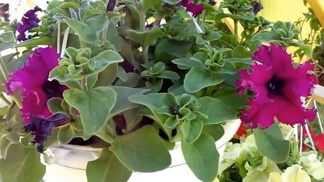 Правильный уход за петунией Обзор петунии на 9 июня смотреть онлайн