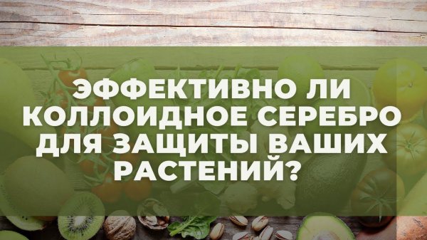 Эффективность коллоидного серебра и меди. Проверяем препараты Зерокс, Ридомил Р, Серебромедин.