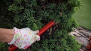 Как и зачем нужно чистить МОЖЖЕВЕЛЬНИК? Уход за можжевельником в домашних условиях