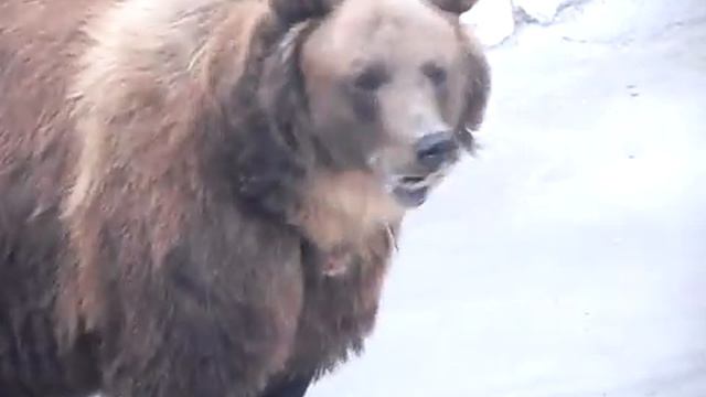 Бурый мишка смотреть онлайн