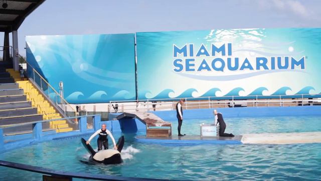 Косатка Лолита катает дрессировщицу смотреть онлайн