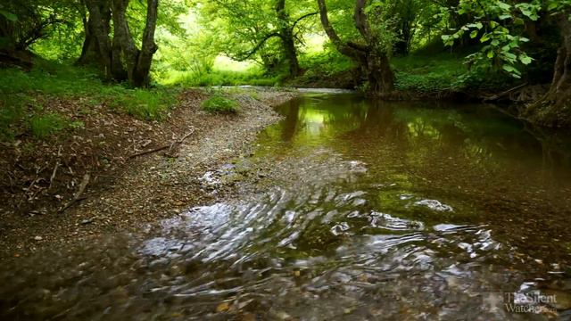 Relaxing River Sounds - Peaceful Forest River - 3 Hours Long - HD 1080p - Nature Video