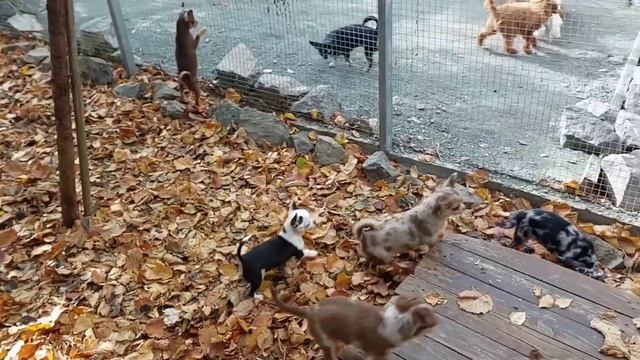 щенки без документов дёшево?для лохов‼️ЗООТАКСИ Новости ?чихуахуа Кастропуло Крым 89787458062 смотреть онлайн