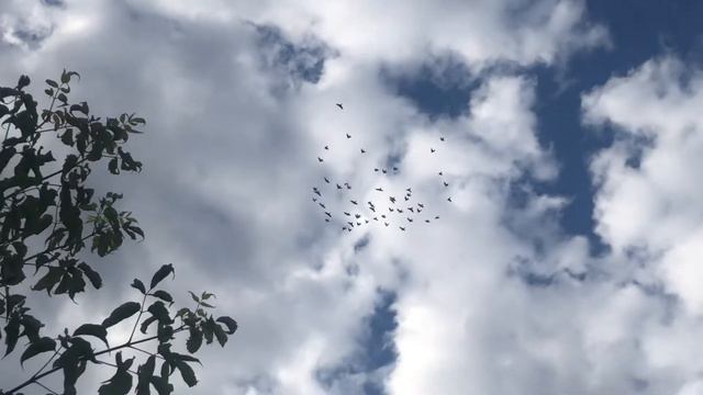 Пермские ижевские Голуби 13-07-22