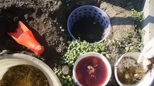 посадка деток лилии