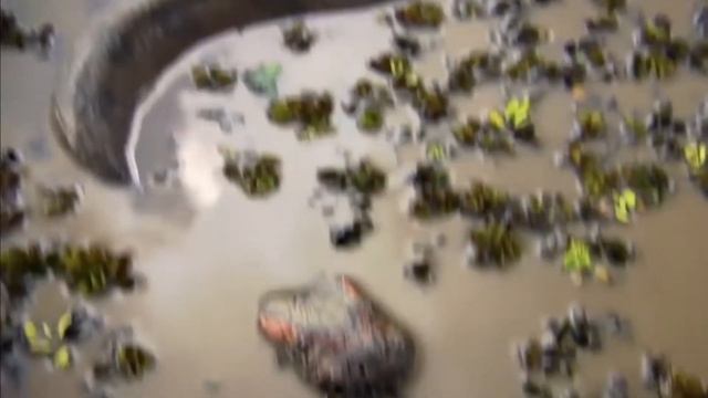 Green Anaconda VS Reticulated Python | सापोंकी इस लड़ाई मे कौन बनेगा सापों का राजा | snake vs snake смотреть онлайн