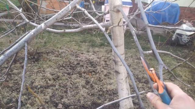 Обрезка грецкого ореха, вступившего в плодоношение. смотреть онлайн