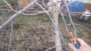 Обрезка грецкого ореха, вступившего в плодоношение.