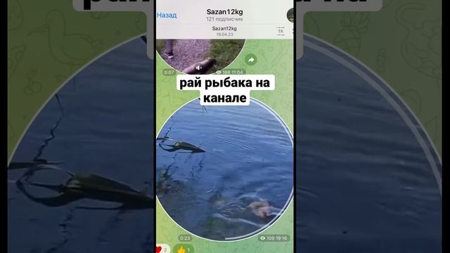 Золотой карась #рыбалка #рыбалкашорт смотреть онлайн