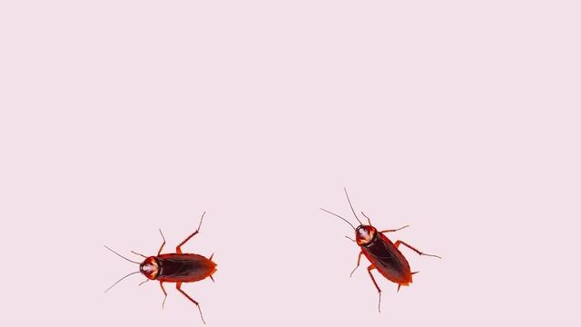 CAT GAMES - Berburu Kecoak ★ Catching Cockroach☑️ смотреть онлайн