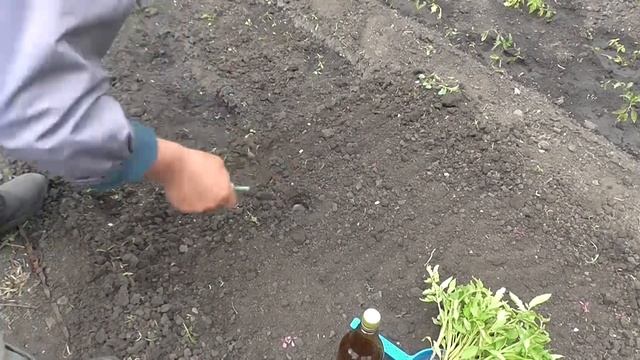 Как посадить рассаду помидор если нет воды. Посадка томатов без воды смотреть онлайн