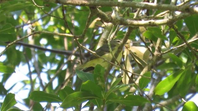 Philadelphia Vireo (Vireo philadelphicus) Chattering, Calling, Singing and Eating an Insect смотреть онлайн