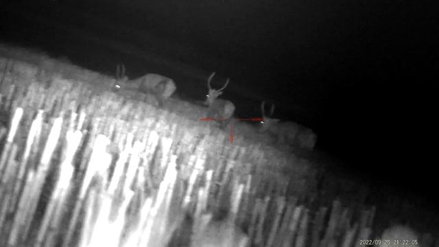 Three deer footage with Pard NV008P (Snimka tri jelena sa PARD NV008P) смотреть онлайн