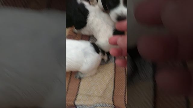 щенки спаниеля смотреть онлайн