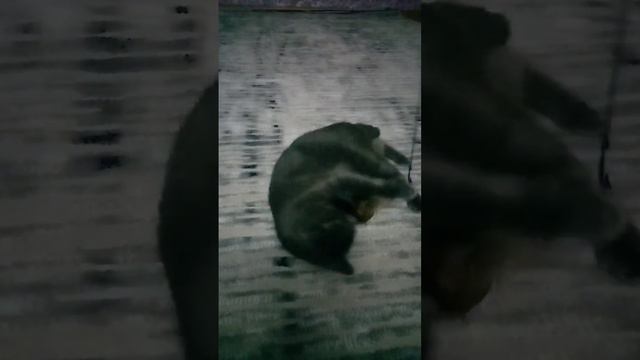 а у вас есть домашние животные? смотреть онлайн