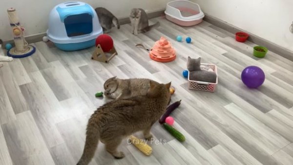 Funniest Animals 🤣 Hilarious Cats and Dogs 2024 😹🐶 Part 25