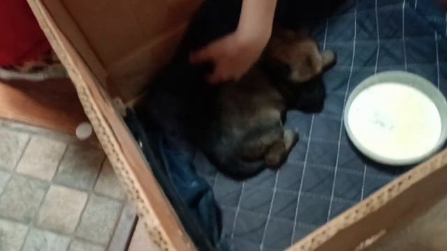 э тот щенок маленький смотреть онлайн