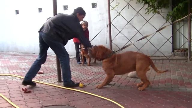 Охрана Питомник бордоских догов «Perle de France» http://perl.petsinform.com/ смотреть онлайн