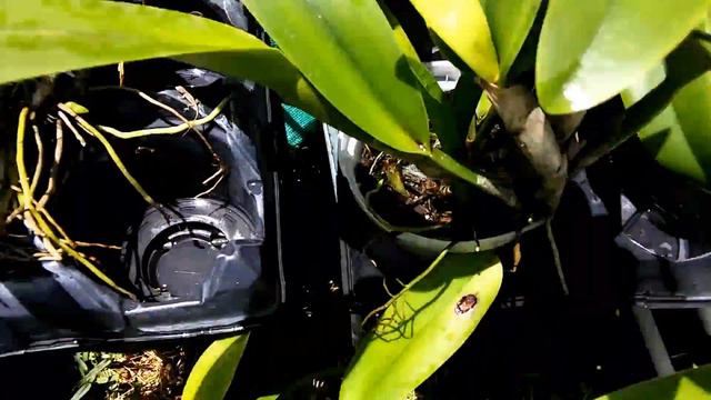 CATTLEYA - Quarantine update смотреть онлайн