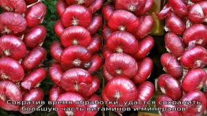 Польза и вред красного лука для организма человека