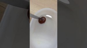 Выращивание каштана съедобного. Часть 1.Процесс проращивания.