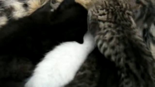 march 8 2010 f7 Savannah Kittens nursing смотреть онлайн