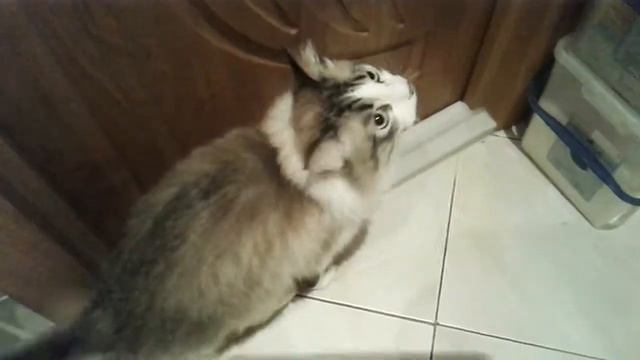 Когда котик не может выйти из ванны смотреть онлайн