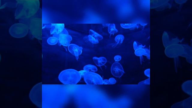 Экосистема океана. Ocean Ecosystem.