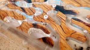 Черные Садовые муравьи спустя 19 дней. Таймлапс с Муравьями. alex boyko