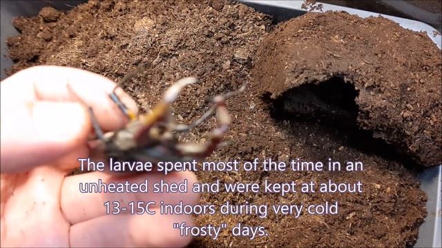 The European stag beetle raised at home! (Lucanus cervus cervus) смотреть онлайн