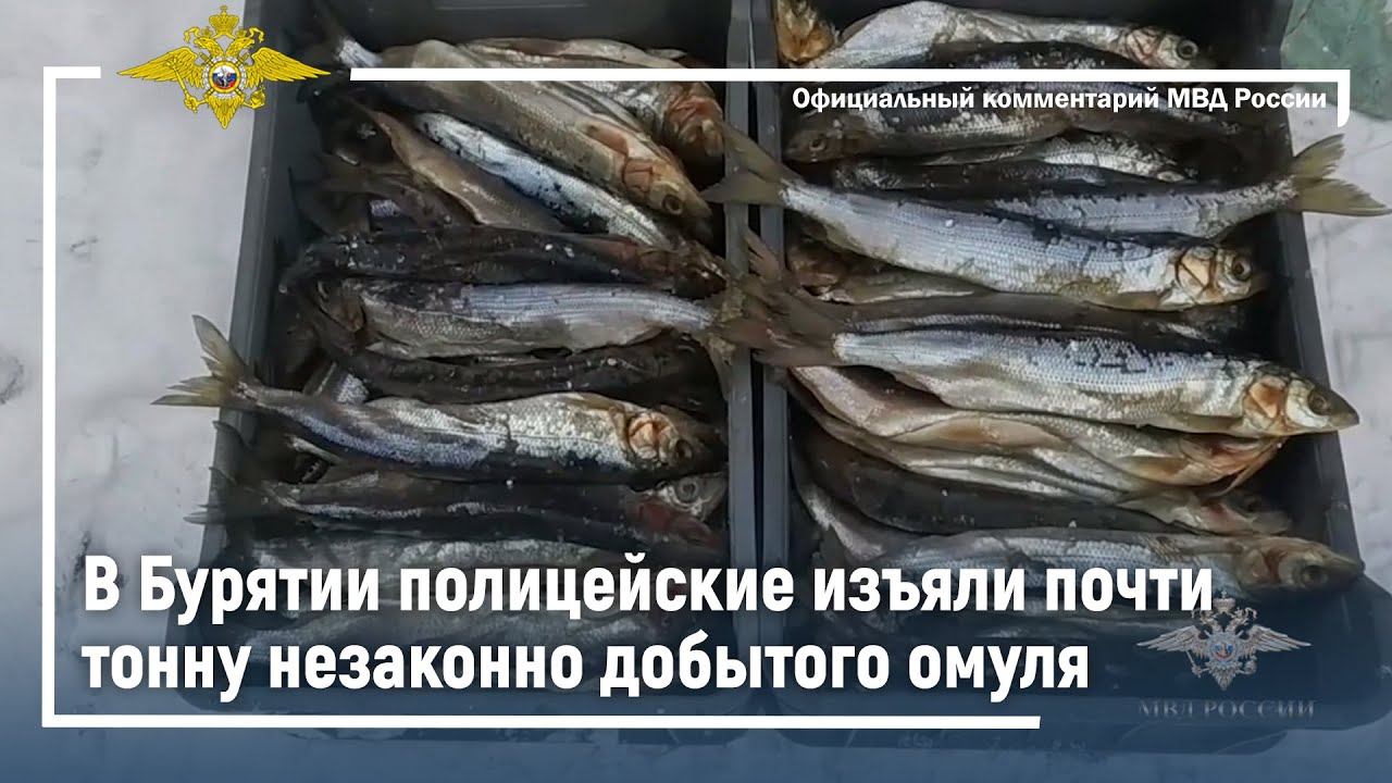 В Бурятии полицейские изъяли почти тонну незаконно добытого омуля смотреть онлайн