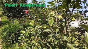 Перепрививка колоновидных яблонь и карликовых груш. Результат прививок и окулировок.