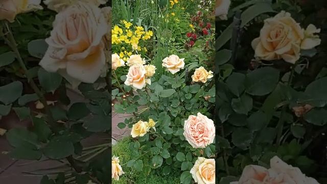 Роза ч/г Гейша смотреть онлайн