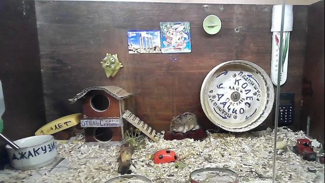 Суповой набор......