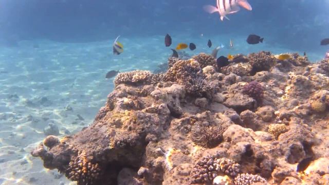 Красноморская кабуба и желтохвостая зебрасома 2019 4K - часть 1 смотреть онлайн